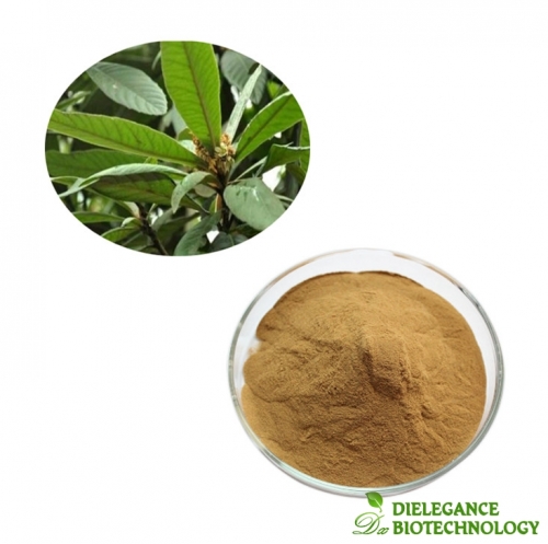 Loquat Extract Pure Loquat Leaf Extract Powder Ursolic Acid 25% for Healthcare